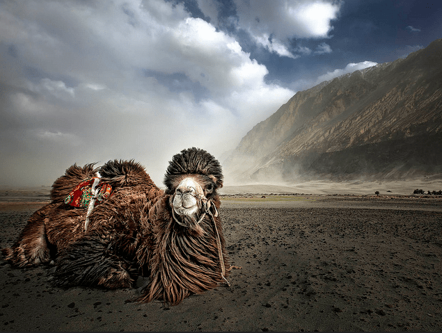 Ladakh Nubra Valley Tour