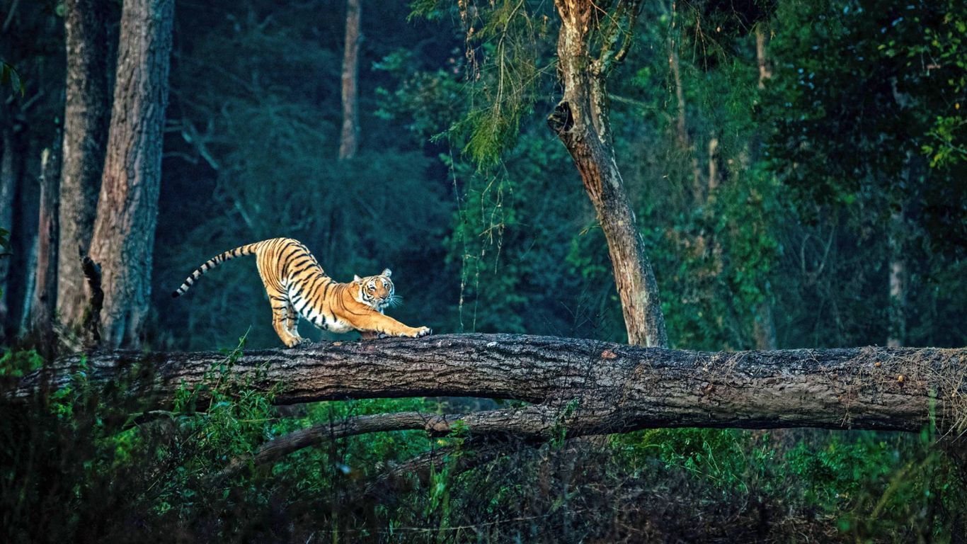 Jim Corbett Tour Package