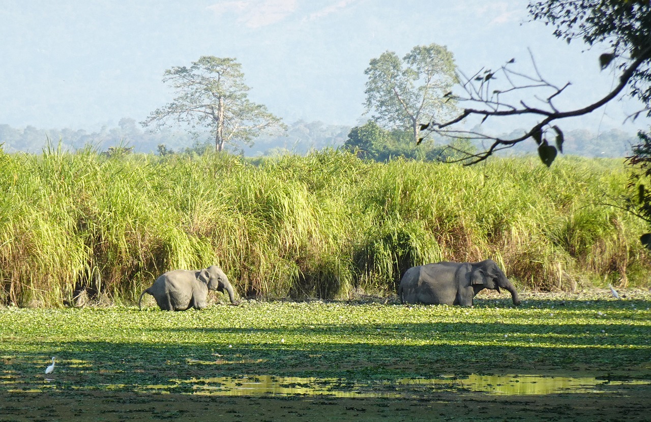 Complete Assam Tour Package