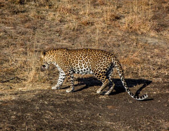 Gujarat Wildlife Tour with Gir Jungle Safari