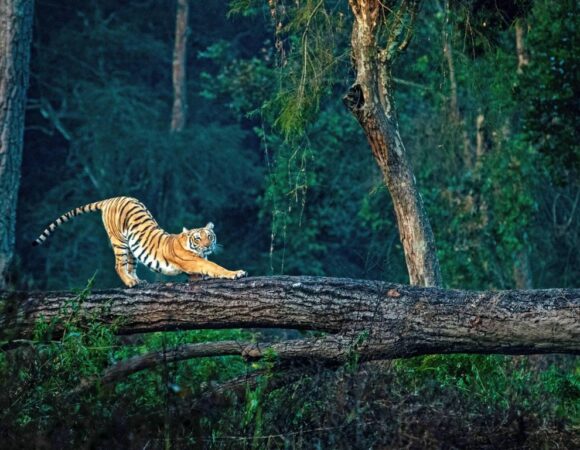 Jim Corbett Tour Package