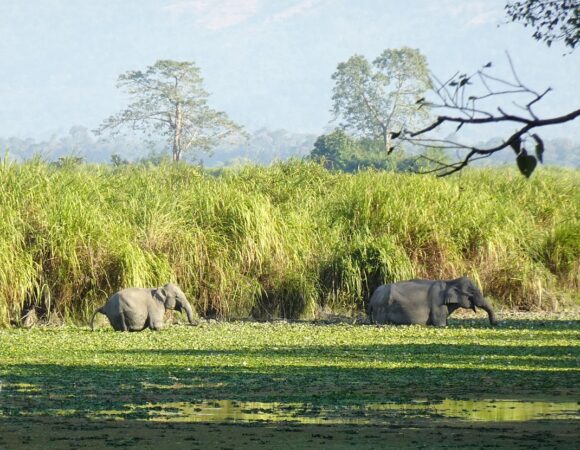 Complete Assam Tour Package