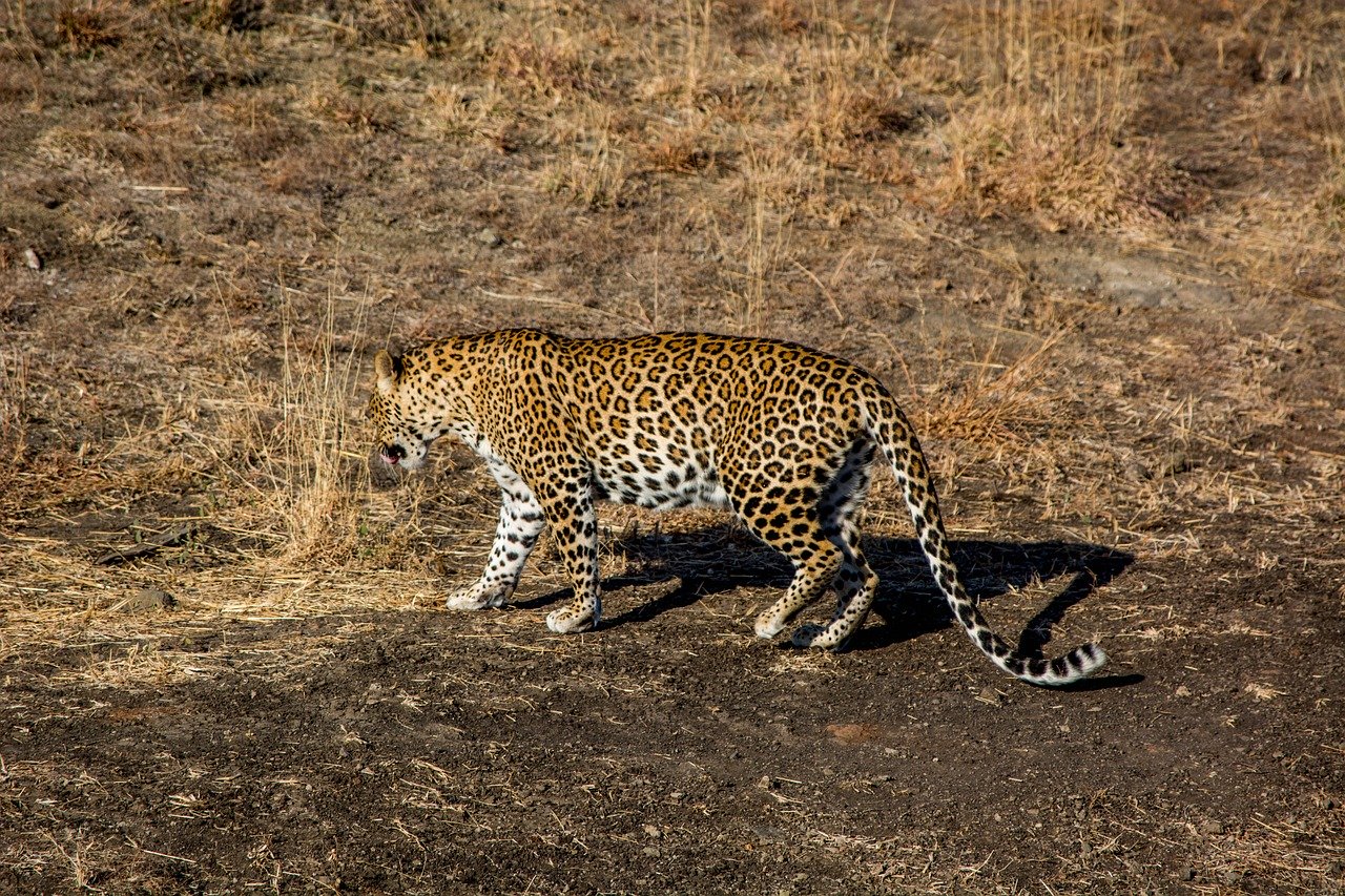 Gujarat Wildlife Tour with Gir Jungle Safari