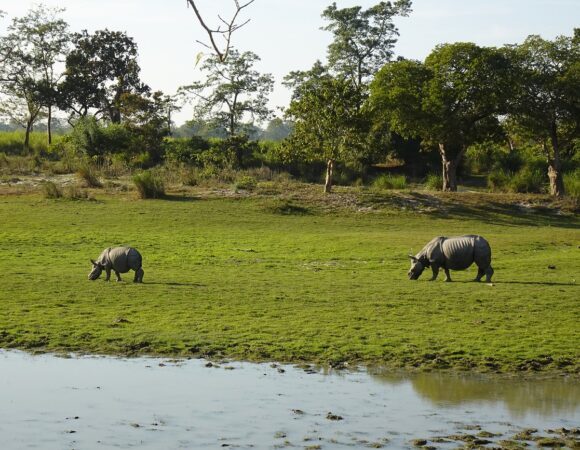 Guwahati To Kaziranga Tour Package