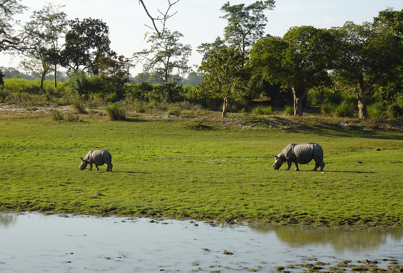 Guwahati To Kaziranga Tour Package